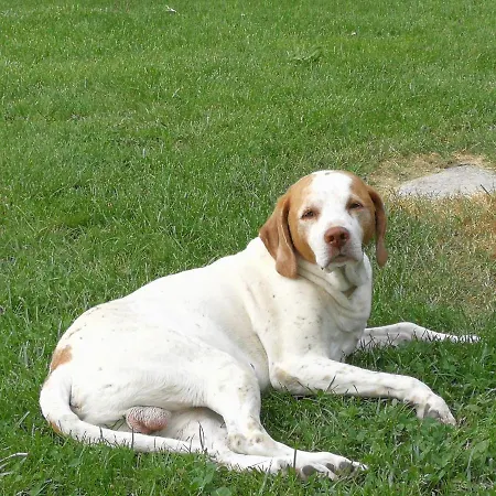 Farmház Corte Roeli