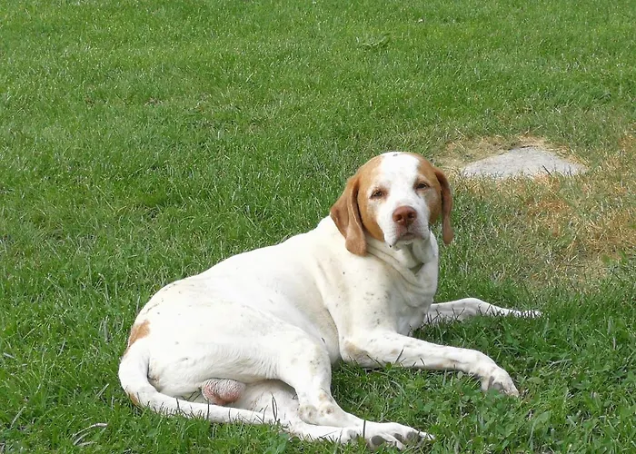 مزرعة للإقامة Corte Roeli